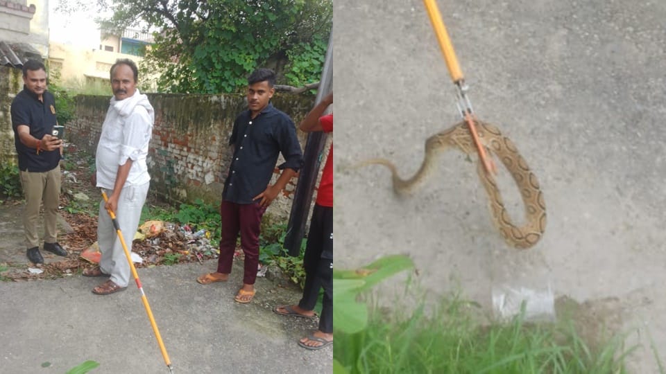 Gajraoja: Python found in GRP post, staff panicked, forest department rescued it