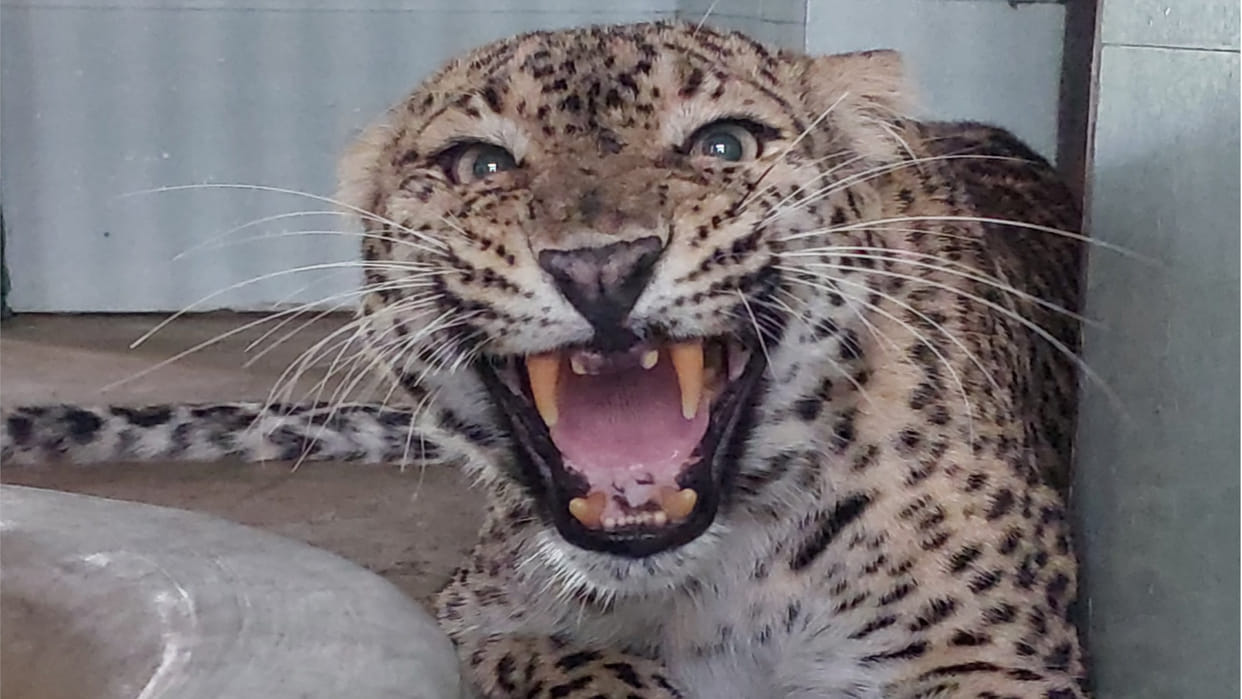 Dr. Yogesh Singh of Gorakhpur Zoo informed about the condition of leopard, it becomes violent when hungry.