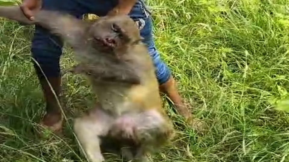 UP News: 20 monkeys were killed by poisoning, some were lying on the ground and some were hanging on trees