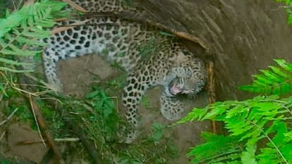 Bijnor News: One leopard trapped in a cage, the other lying in a well, roaring