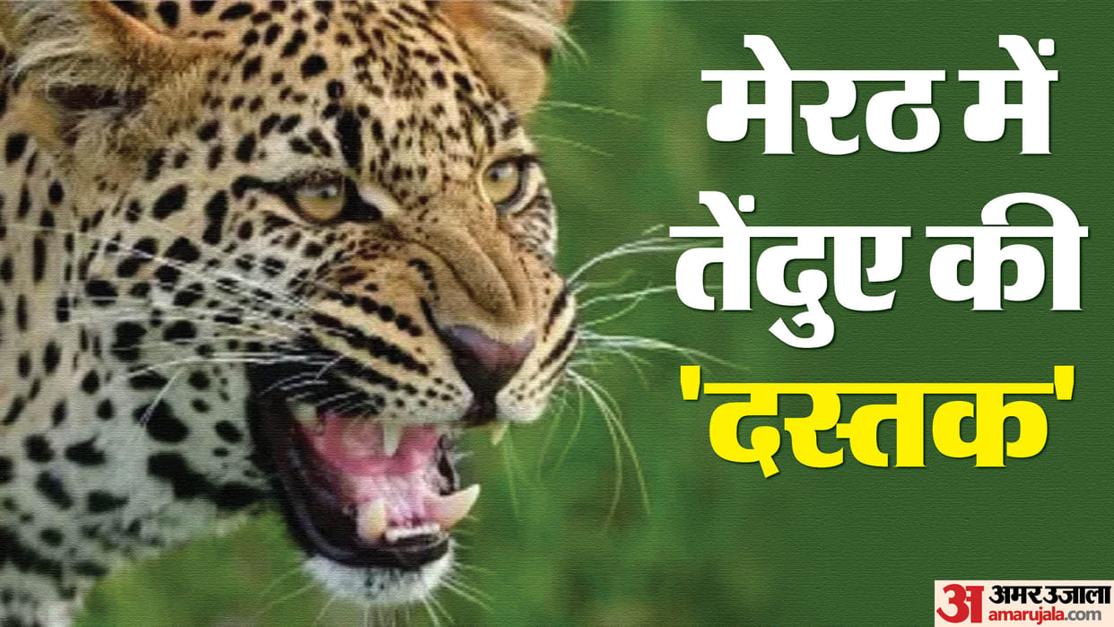 Meerut: Leopard dragged the child sleeping in the courtyard, ran away when the mother woke up, villagers are s