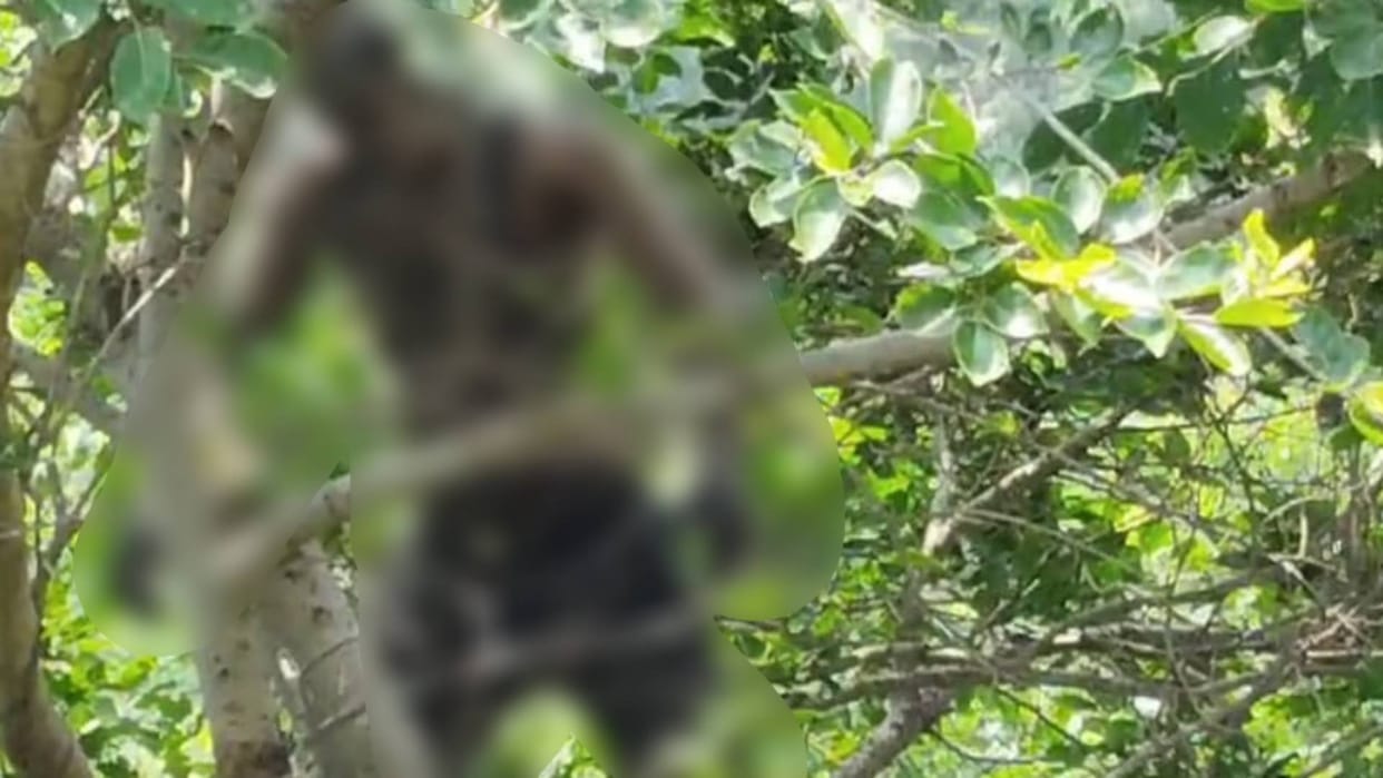 Tikamgarh News An unknown body found hanging from a tree police is investigating matter