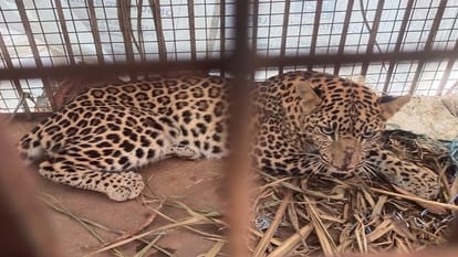 Bijnor News: One leopard trapped in a cage, the other lying in a well, roaring