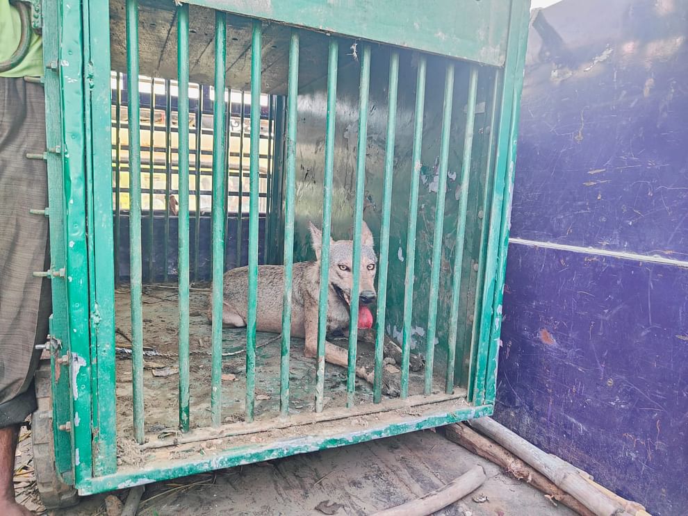 Bahraich: Another wolf caught, till now five wolves have been caught, one is still missing