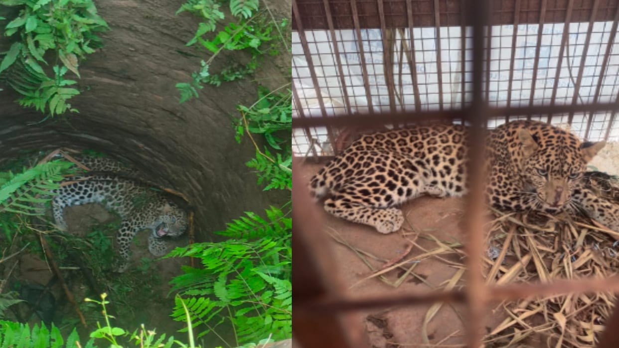 UP: Villagers in Bijnor are terrified by the terror of leopard, the process of trapping them in cages continue