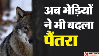 Bahraich: The wolf ran away after eating the goat, MLA Mahsi searched in the sugarcane fields with a gun in hi