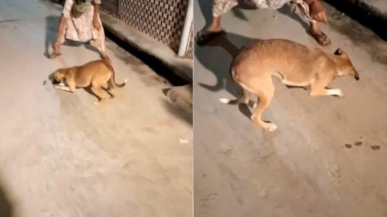 woman tied the rat with thread and hung it in front of the dog in Budaun