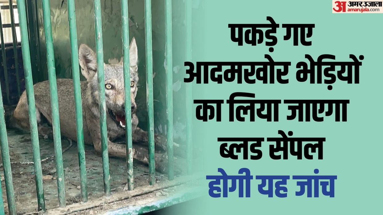 Wolf in UP: Wolf dogs are not man-eating wolves, WII team assesses, will take blood samples of caught wolves