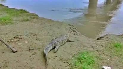 पानी की ओर भागता हुआ मगरमच्छ।