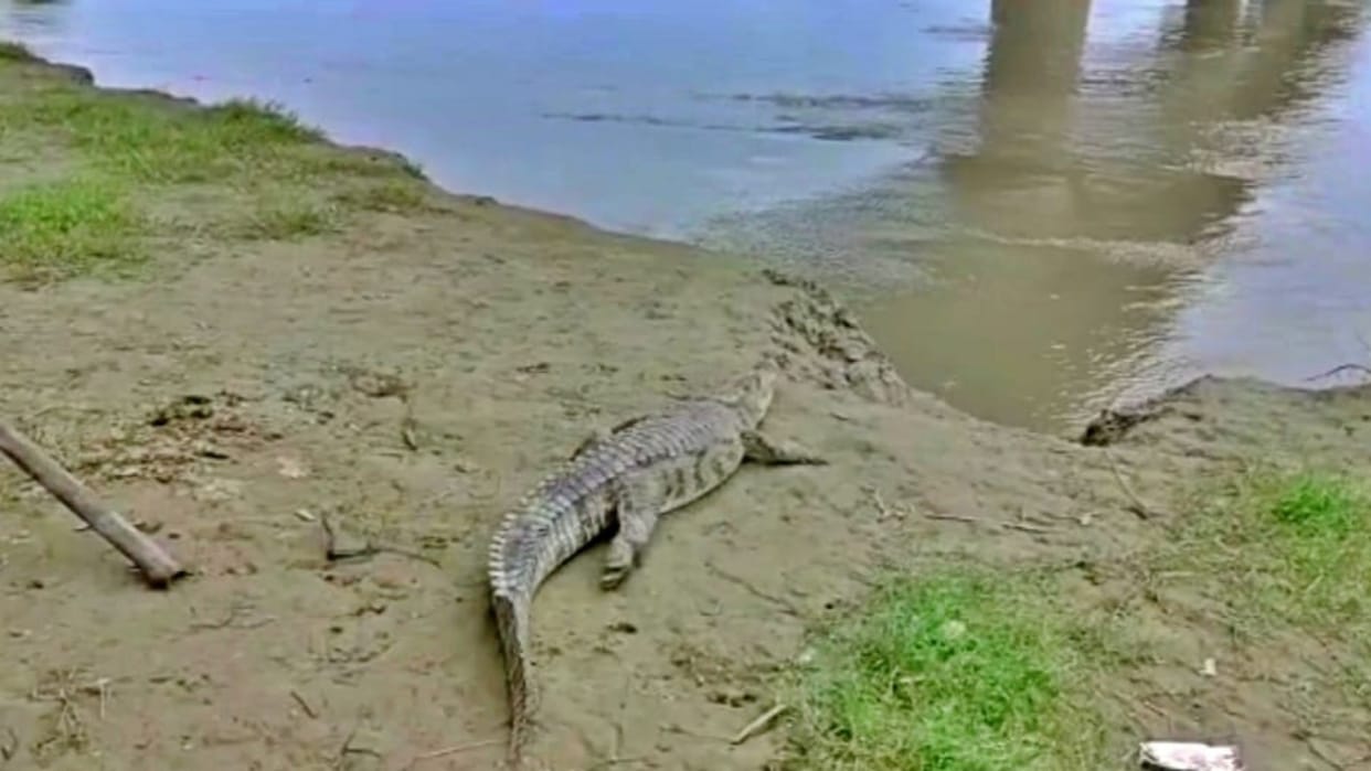 Bihar News : Crocodile attacked fisherman in Bagaha Bettiah West Champaran
