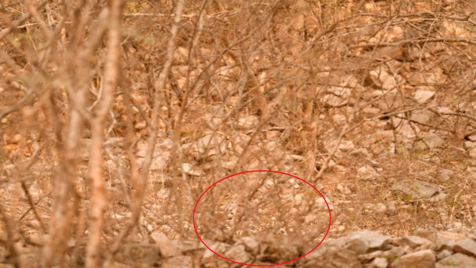 Optical Illusion Test: Can You Find The Hidden Leopard In Forest Within 12 Seconds?