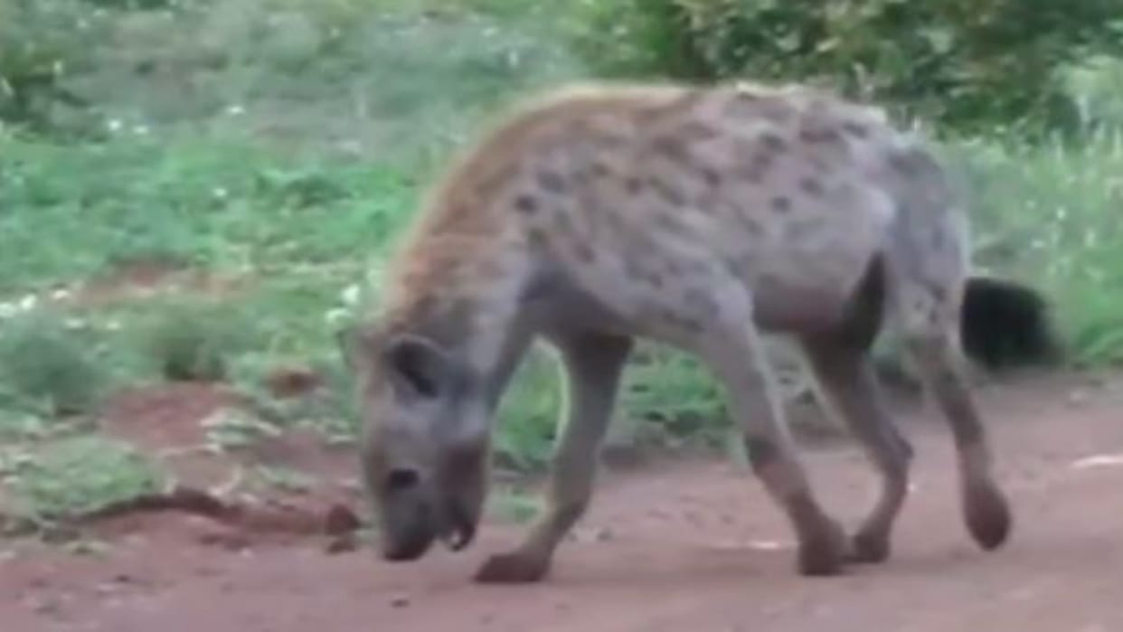 Sawai Madhopur: Jarakh took away a two-month-old girl, the forest ranger said the dog attacked her