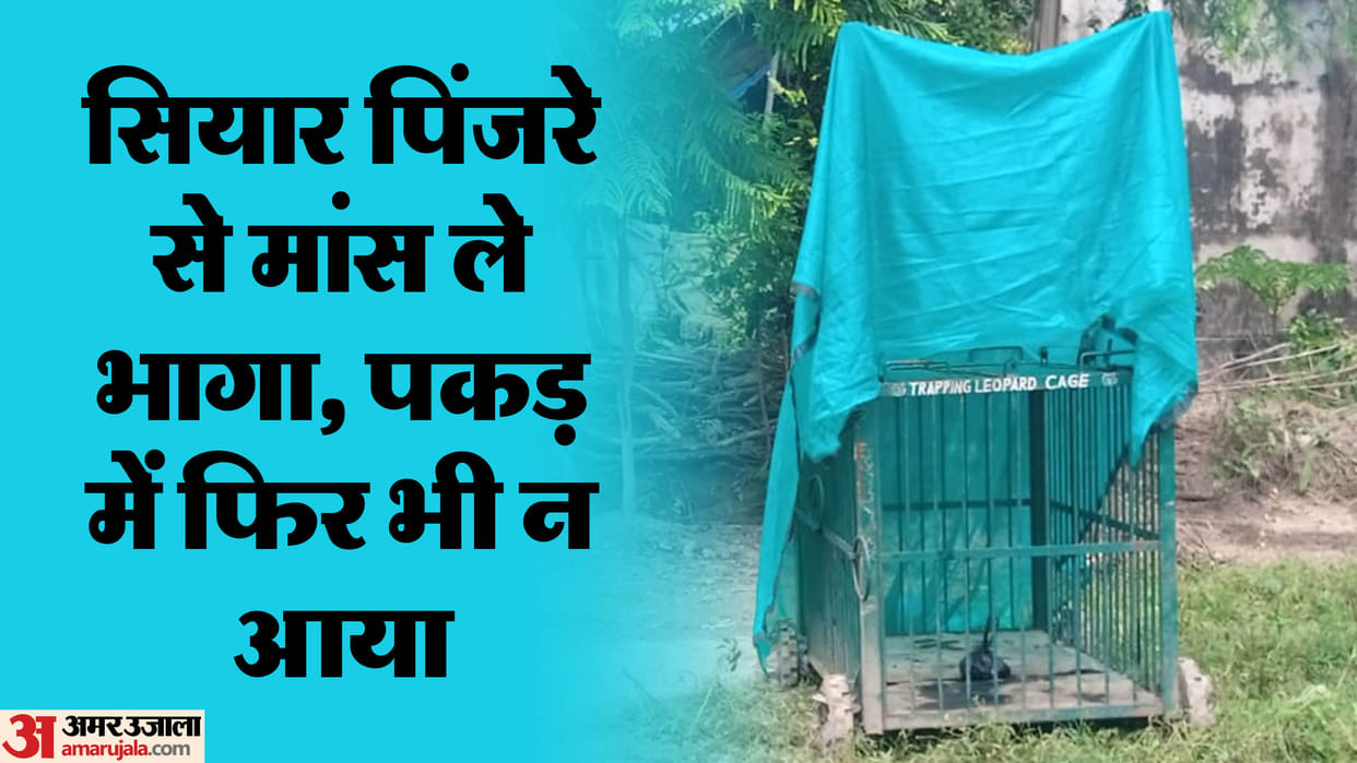 Sultanpur: A cage with a monkey was set up to catch the jackal, the jackal came and gave a piece of meat and r
