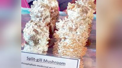 Himachal Mushroom Research Directorate: Research on Split Gill Mushroom successful, panacea for cancer