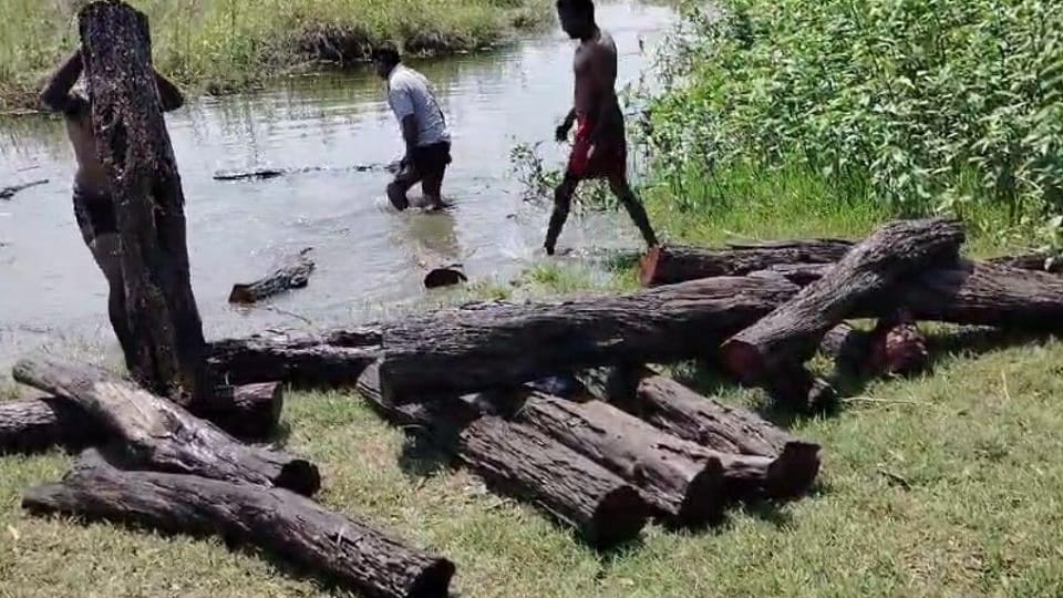Smugglers cut the wood of the well and hid it in water in Gularbhoj Udham singh nagar