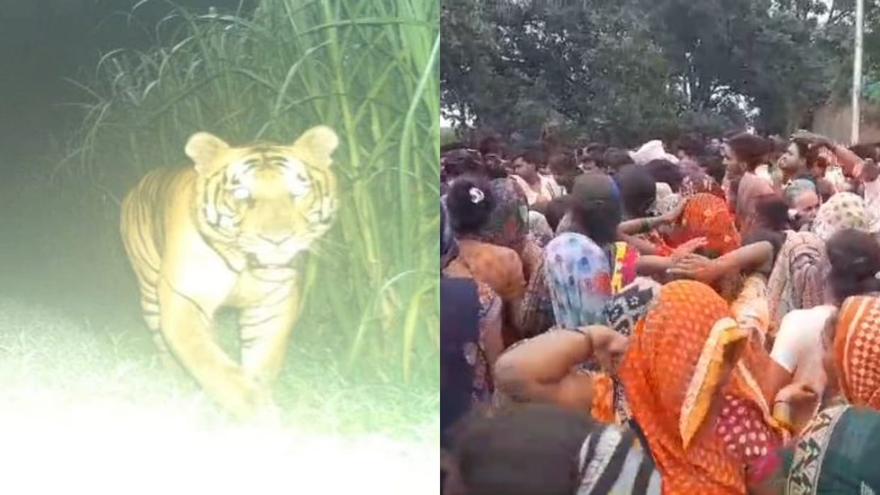 Tiger kills man in Lakhimpur Kheri