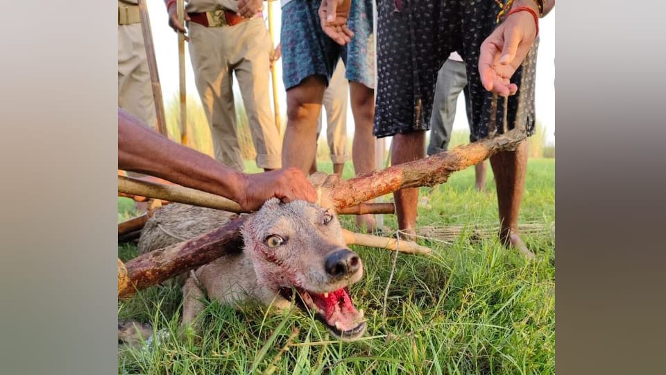 Wolf Attack in bahraich female wolf is very ferocious blood was seen on her mouth and tongue