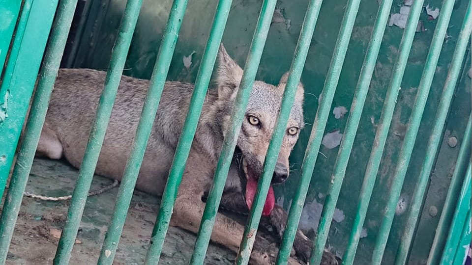 Wolf Attack in bahraich female wolf is very ferocious blood was seen on her mouth and tongue