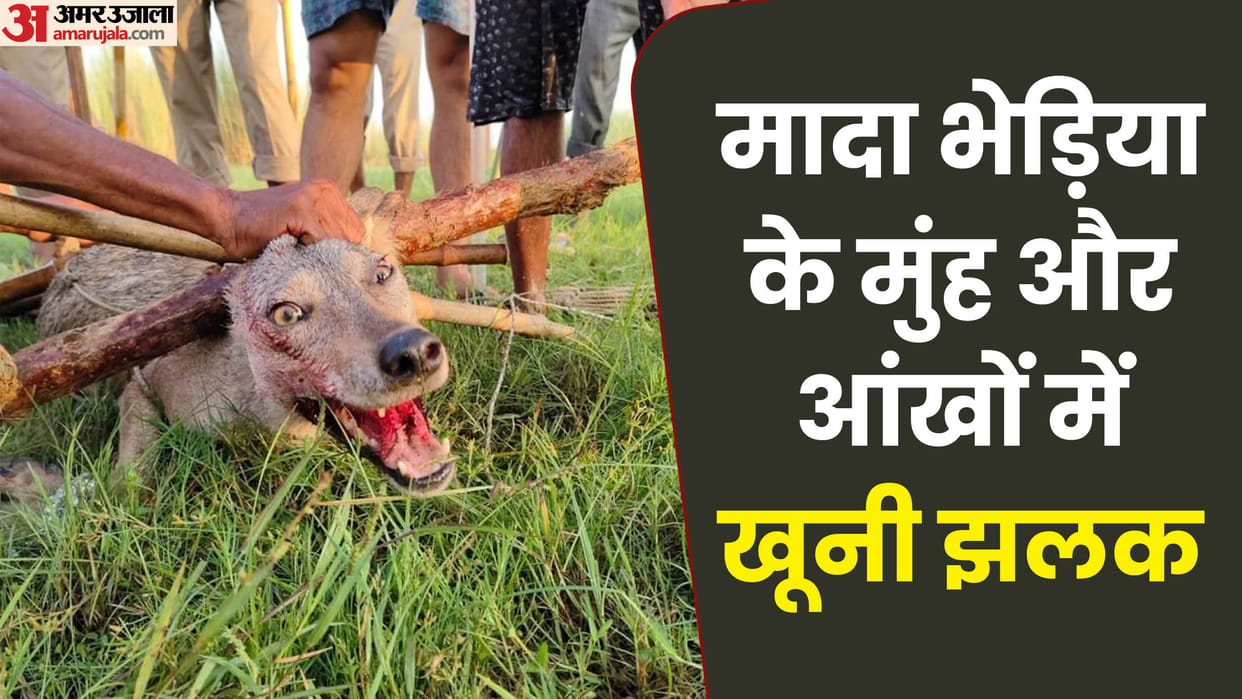 Wolf Attack in bahraich female wolf is very ferocious blood was seen on her mouth and tongue