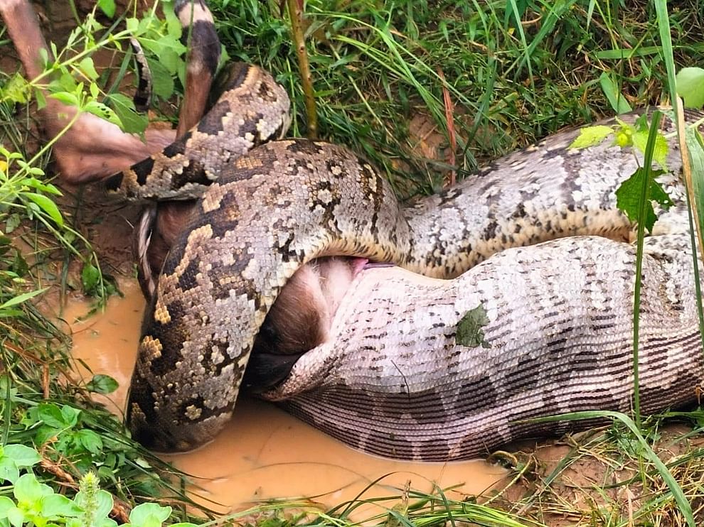 Python swallows live cow villagers sweat after seeing scene