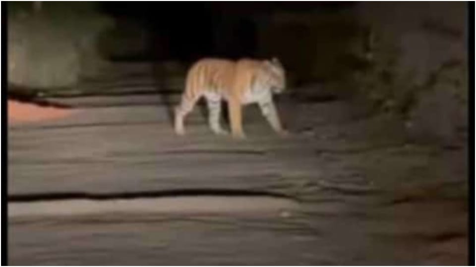 Rajasthan: Tiger ST 2303 reached Jhabua after leaving Sariska buffer zone Alwar News