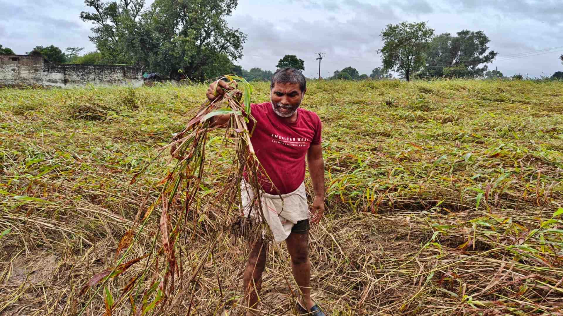 बारिश से खराब फसल दिखाता किसान।
