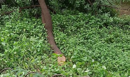 Indore: इंदौर के चाचा नेेहरू अस्पताल से काटे चंदन के पेड़, गार्ड को अड़ाई बंदूक Indore: Sandalwood trees cut from Indore's Chacha Nehru Hospital, gun pointed at guard