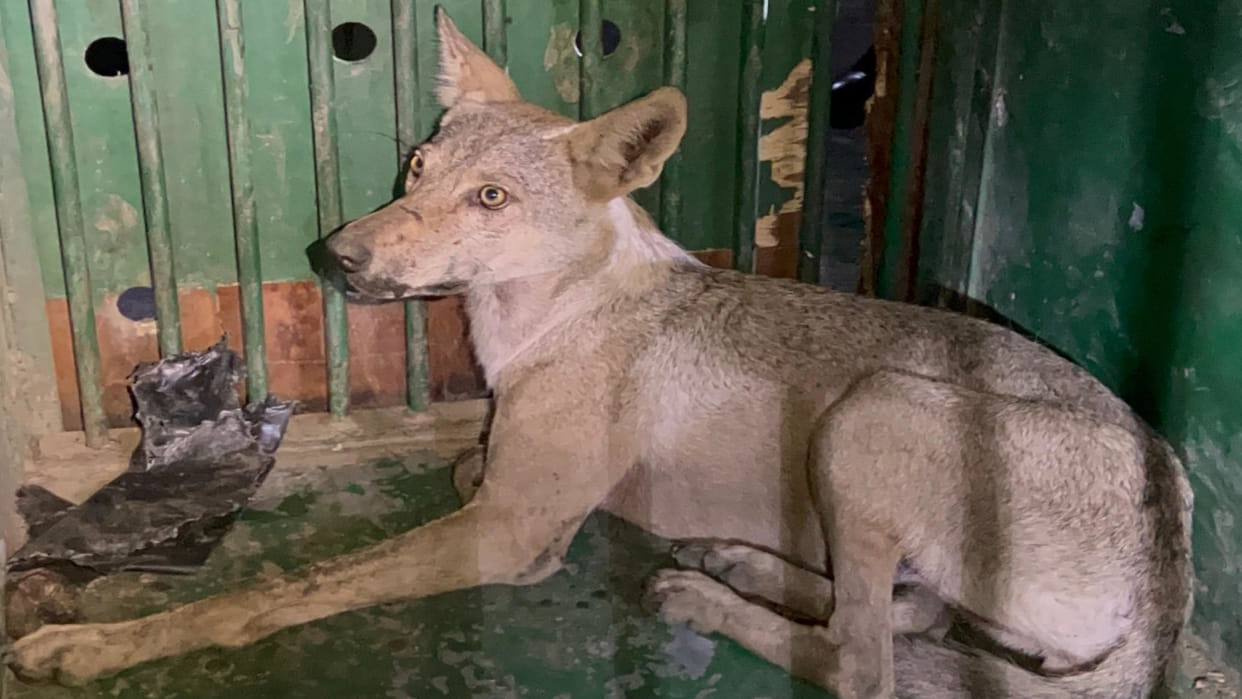 Wolves panic in Sambhal, took two-month-old child from grandmother lap, innocent fell while climbing wall