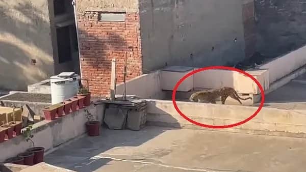 Leopard Attack on Lady in Udaipur 8 Deaths From 30 May to 8 Sept Reaction of Forest Department Know in Details