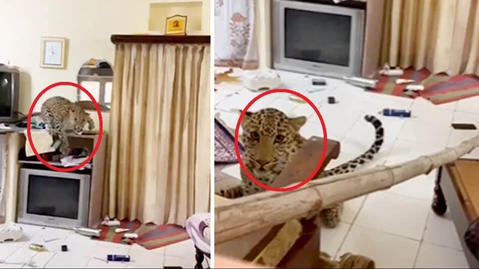 Leopard Attack on Lady in Udaipur 8 Deaths From 30 May to 8 Sept Reaction of Forest Department Know in Details