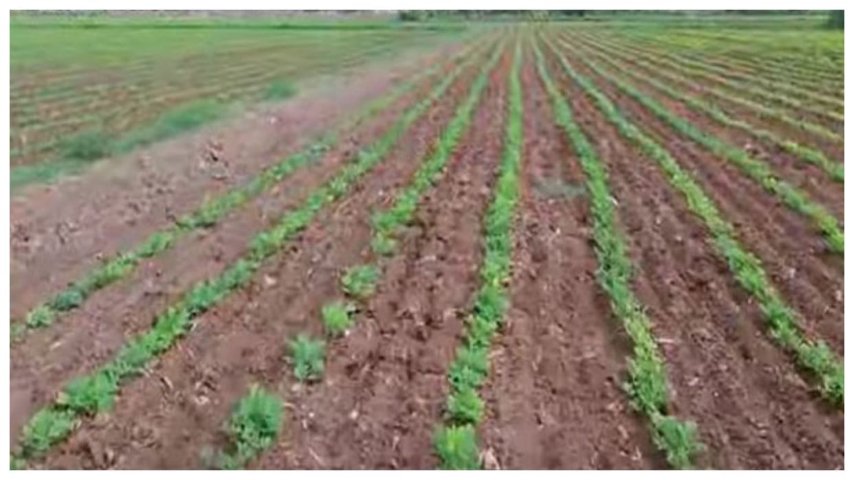 Pesticide and heavy metal pollution cause most damage to soil biodiversity