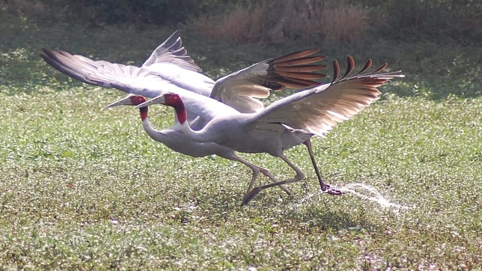 Number of cranes increased in Shekhajheel-Akrabad
