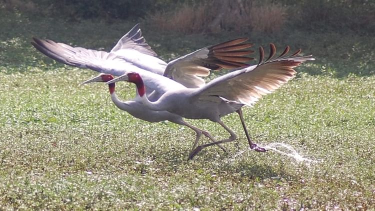 Shekha Bird Sanctuary: सूबे के सरताज परिंदे सारस ने भरी उड़ान, शेखाझील-अकराबाद में बढ़ी तादाद