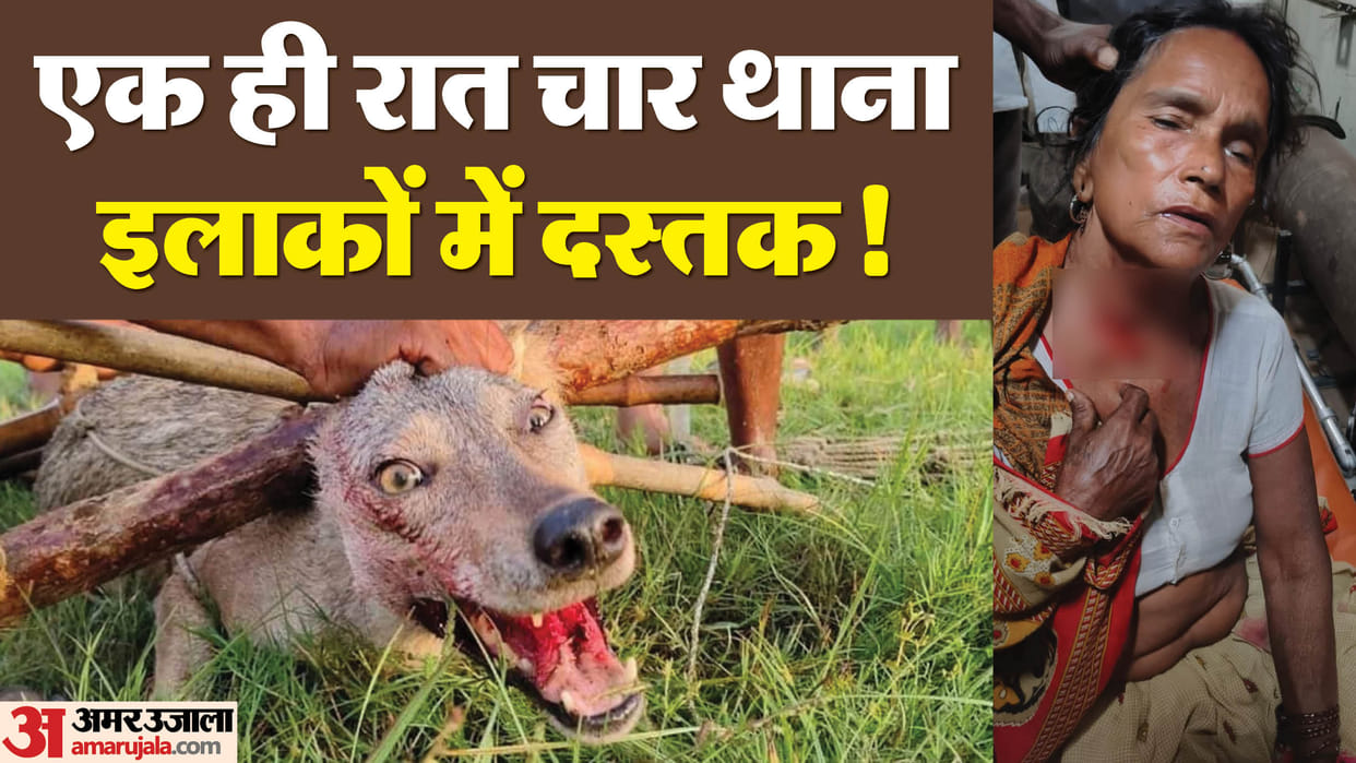 Woman injured in wolf attack in Bahraich
