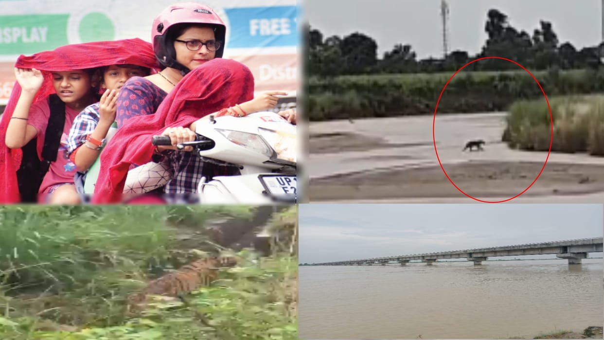 West UP News Live: Rain continues in West UP for 48 hours, wildlife enters the populated area in Kalagarh