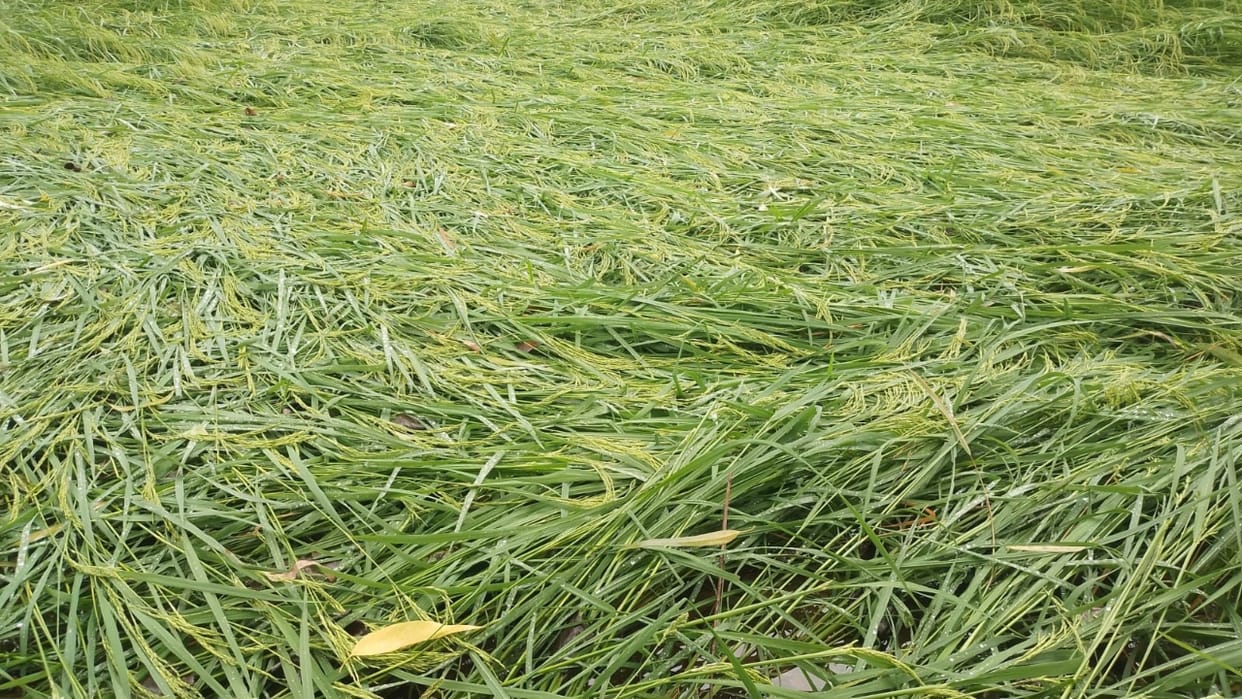 damage to paddy and sugarcane crops due to strong wind and rain in Bareilly