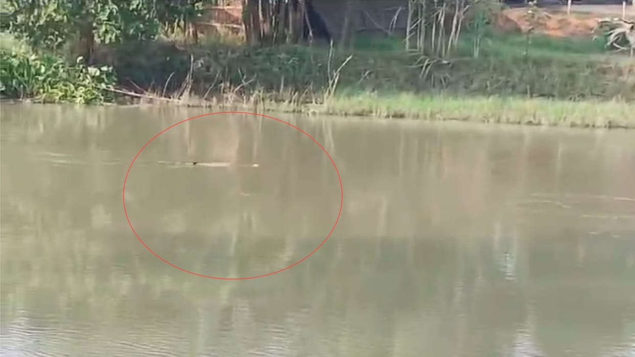 A crocodile was seen in Gokula village in Gonda.