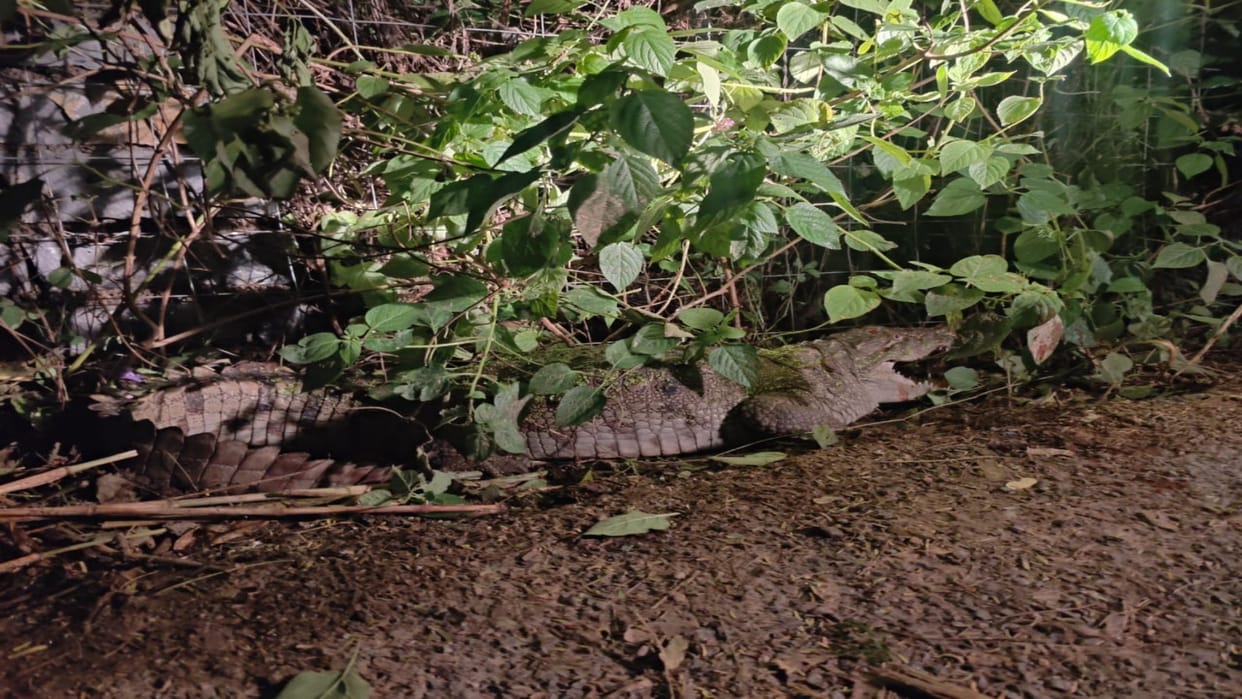 Chittorgarh: 8 feet long crocodile came out of the river and reached the population, people were shocked