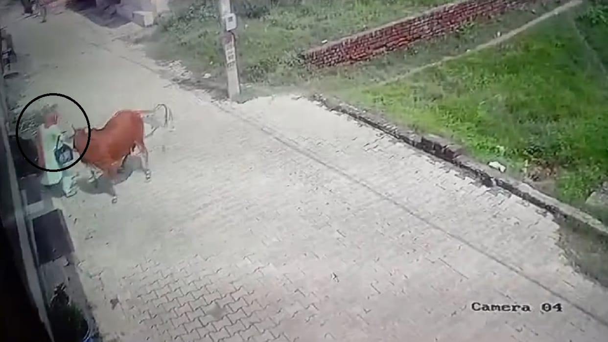 Cows attacked woman and child in Rohtak, people raised questions on functioning of Municipal Corporation