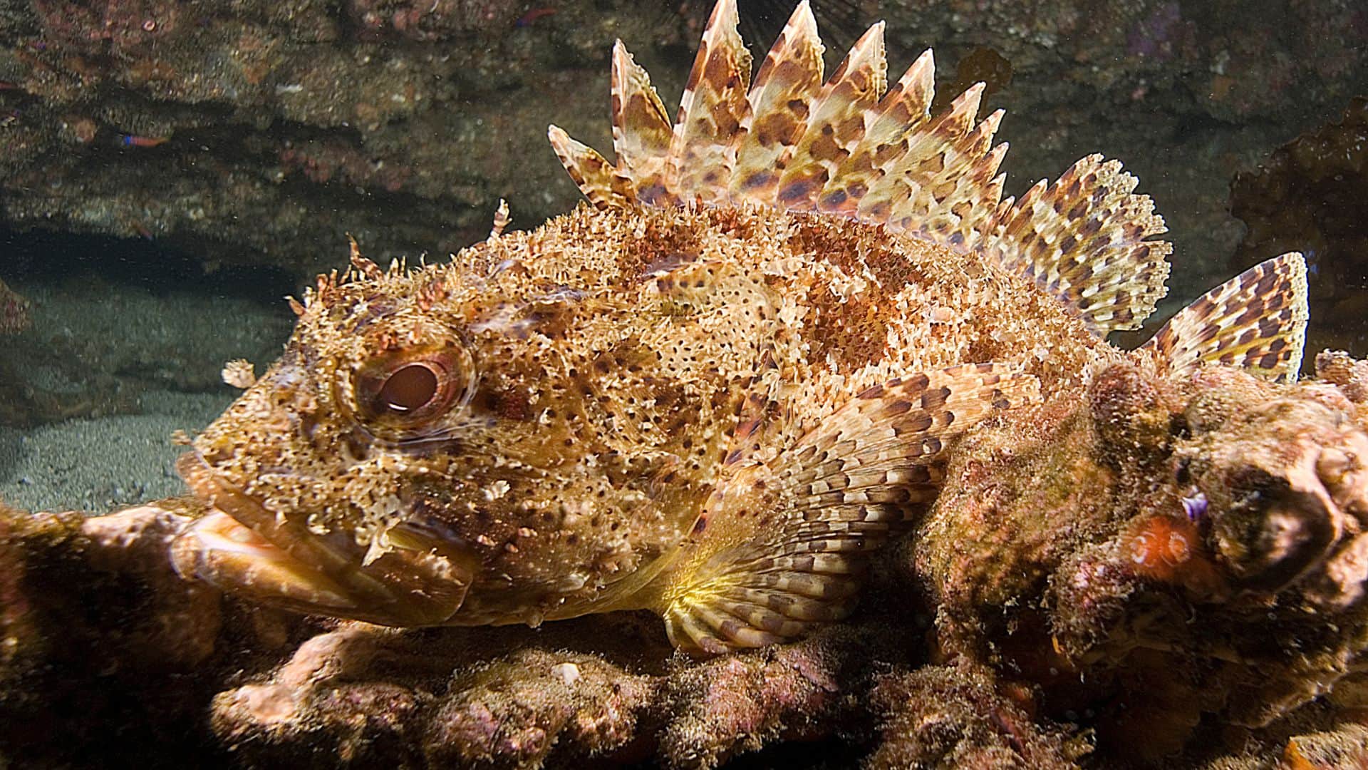 Scorpion Fish most poisonous machli gulf of mannar changes color like a chameleon in hindi