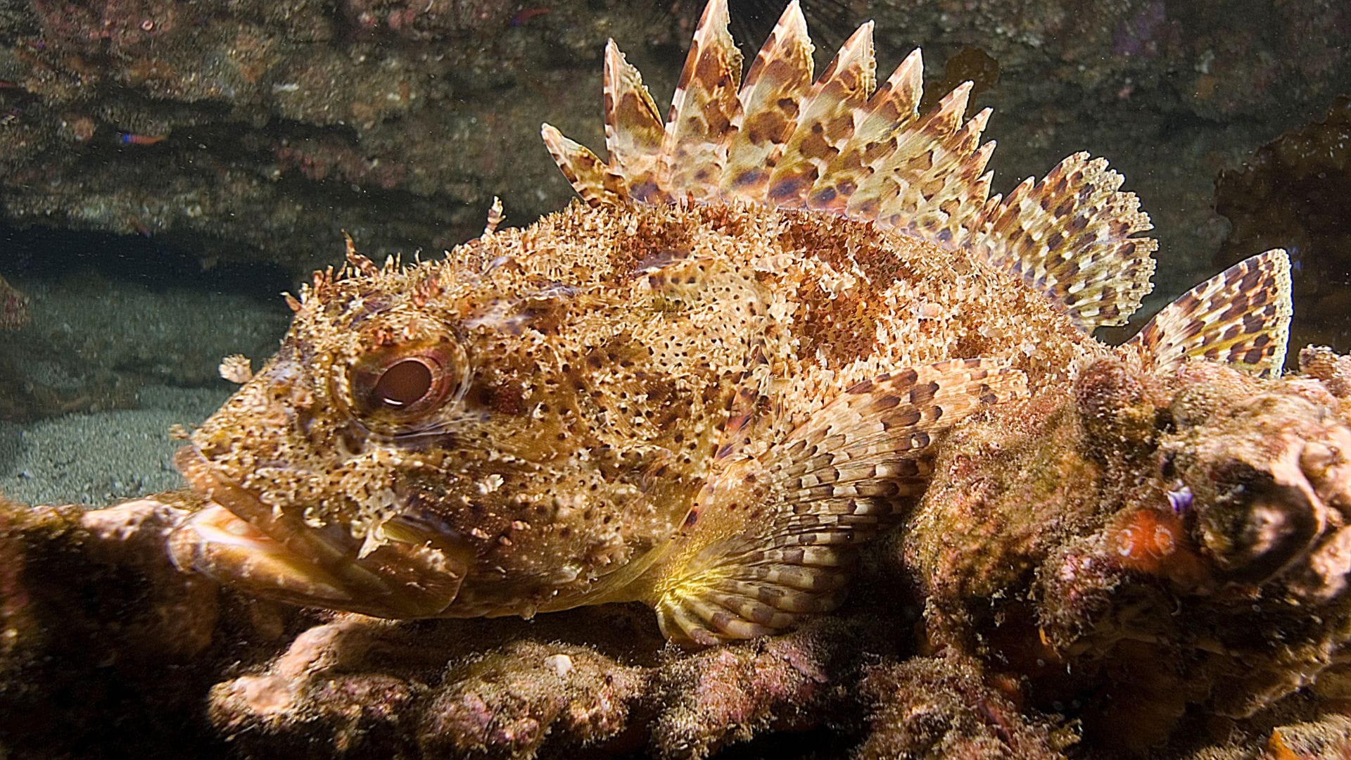 Scorpion Fish Sethukarai coast in the Gulf of Mannar changes color like a chameleon news in hindi