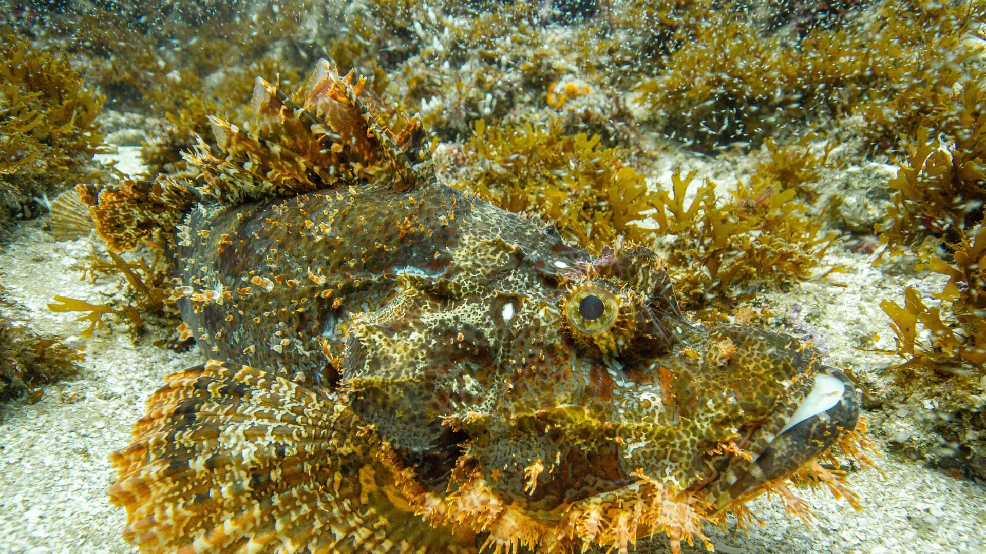 Scorpion Fish most poisonous machli gulf of mannar changes color like a chameleon in hindi