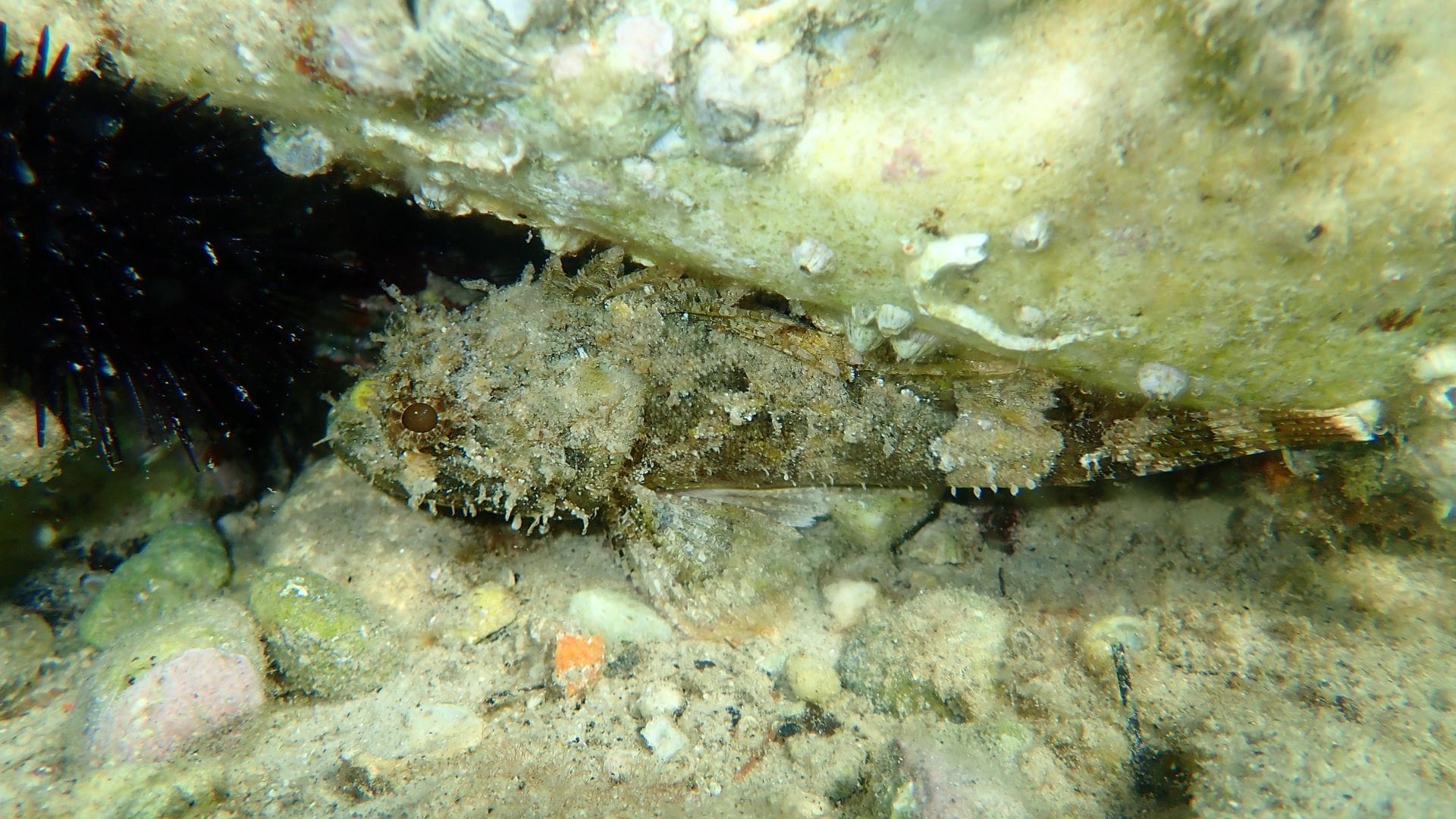Scorpion Fish Sethukarai coast in the Gulf of Mannar changes color like a chameleon news in hindi