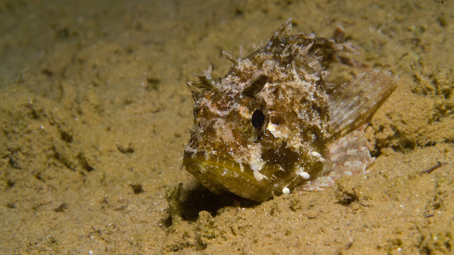 Scorpion Fish Sethukarai coast in the Gulf of Mannar changes color like a chameleon news in hindi