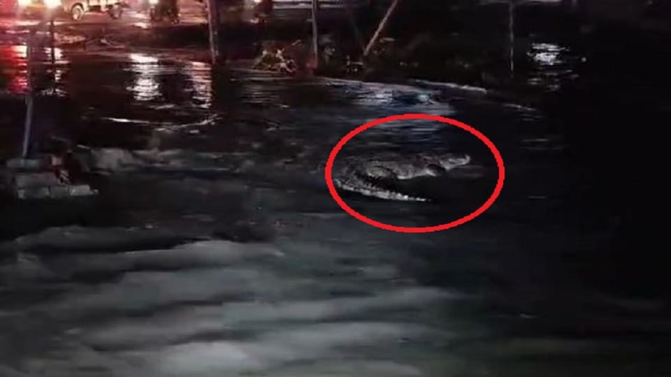 Uttarakhand News: Crocodile came to Rudrapur district headquarters