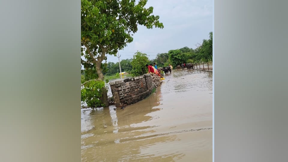 Flood in UP Dozens of villages in Hamirpur and Jalaun surrounded by water rain in up weather See Photos