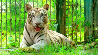Tigers and lions of Gorakhpur Zoo observe fast for one day a week.