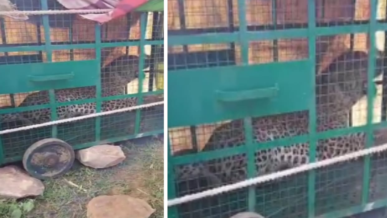 Rajasthan : Panther captured in cage, forest department team released in the forest after medical examination