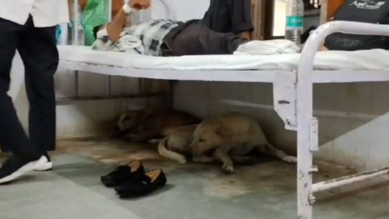 Karauli News: Dogs rest under the patients' beds, condition in the district hospital is miserable
