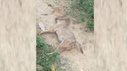 Barabanki News: Dead bodies of four jackals found together in the forest
